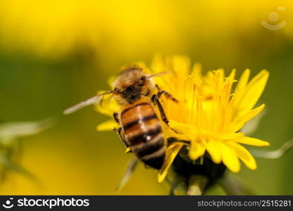 Detail closeup of honeybee, Apis Mellifera, european, western honey bee covered in pollen on yellow Dandelion flower. Selective focus, blured background. Detail closeup of honeybee, Apis Mellifera, european, western honey bee covered in yellow pollen.