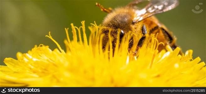 Detail closeup of honeybee, Apis Mellifera, european, western honey bee covered in pollen on yellow Dandelion flower. Selective focus, blured banner. Detail closeup of honeybee, Apis Mellifera, european, western honey bee covered in yellow pollen.