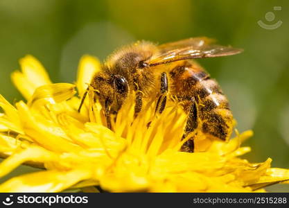 Detail closeup of honeybee, Apis Mellifera, european, western honey bee covered in pollen on yellow Dandelion flower. Selective focus, blured background. Detail closeup of honeybee, Apis Mellifera, european, western honey bee covered in yellow pollen.