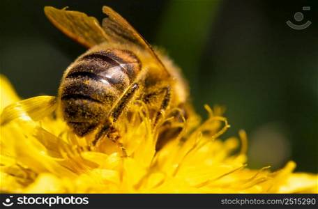 Detail closeup of honeybee, Apis Mellifera, european, western honey bee covered in pollen on yellow Dandelion flower. Selective focus, blured background. Detail closeup of honeybee, Apis Mellifera, european, western honey bee covered in yellow pollen.