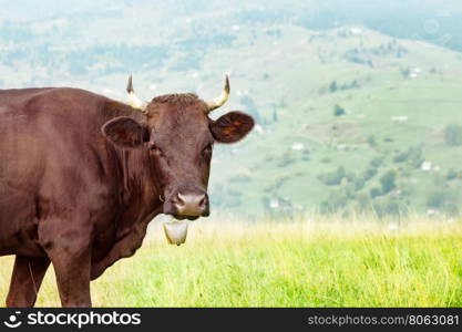 Detail cow on blurred background the village in mountains. Detail cow on blurred background the village