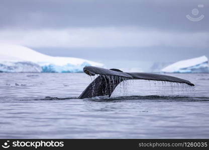 Detail fluke of humpback whale with drops of water in front of shimmering blue iceberg in Antarctic sea