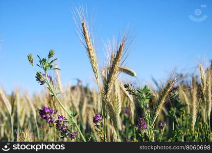 Detail from a corn field with rye and purple flowers