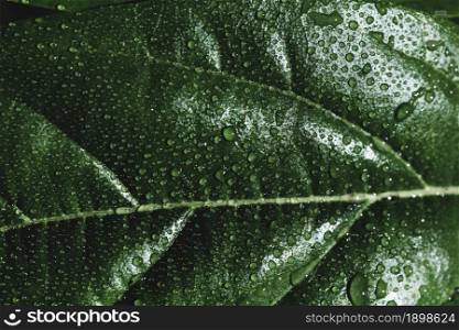 detail green leaf. Resolution and high quality beautiful photo. detail green leaf. High quality beautiful photo concept