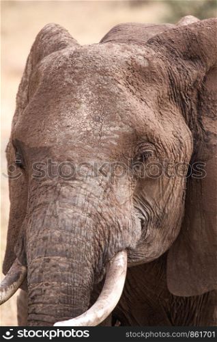 Detail Head of elephant with dirt and mud on tusk