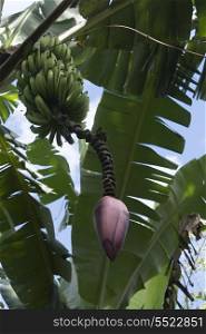 Detail of a banana tree, Finca Santa Isabel, Copan, Copan Ruinas, Copan Department, Honduras