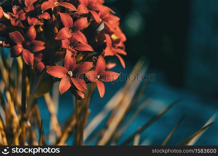 Detail of a bunch of red kalanchoe flowers growing on top of some spines