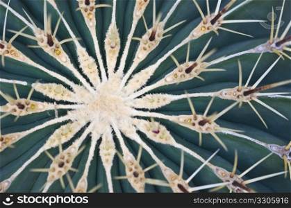 detail of a cactus with shallow dof
