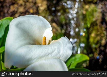 Detail of a calla lily flower, natural background