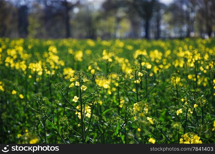Detail of a canola blossom field .