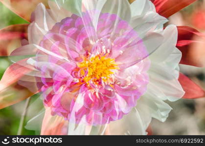 Detail of a colorful Dahlia flower, natural background
