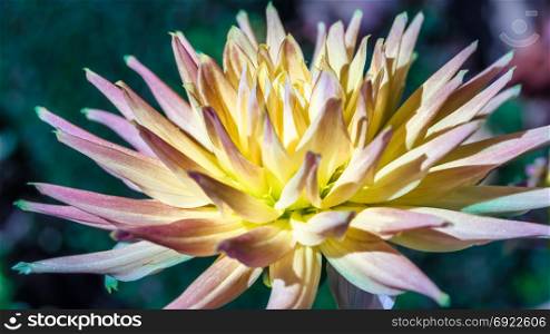 Detail of a colorful Dahlia flower, natural background