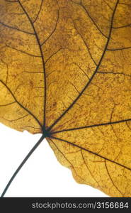 Detail Of A Dry Leaf