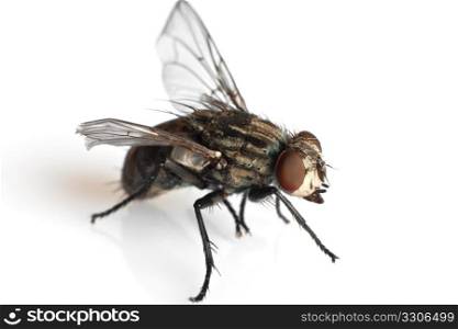 detail of a fly isolated on white background