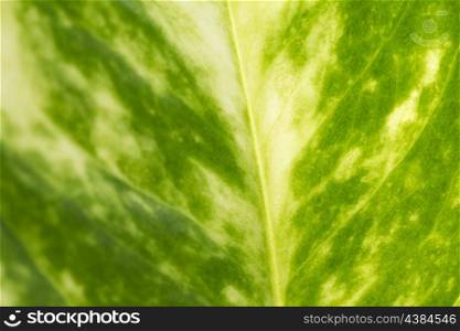 Detail of a green leaf for wallpaper