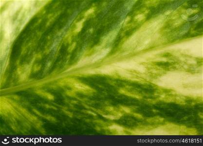 Detail of a green leaf for wallpaper