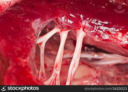 detail of a heart of a cow. heart