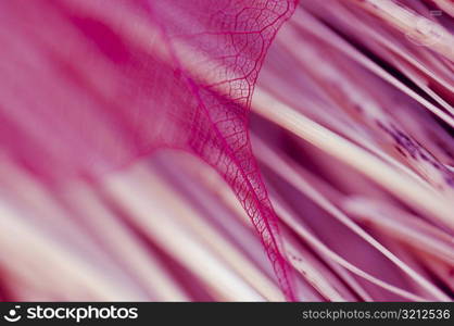 Detail of a leaf