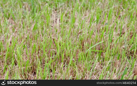 Detail of a meadow full of green grass