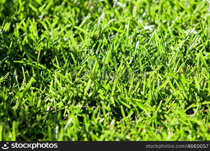 Detail of a meadow full of green grass