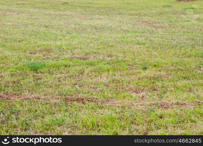 Detail of a meadow full of green grass