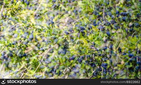 Detail of a myrtle bush with berries in autumn