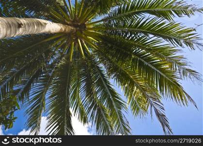 detail of a palm tree on a sunny day