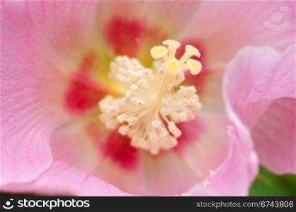 Detail of a pink hibiscus flower. Detail of a beautiful pink hibiscus flower,