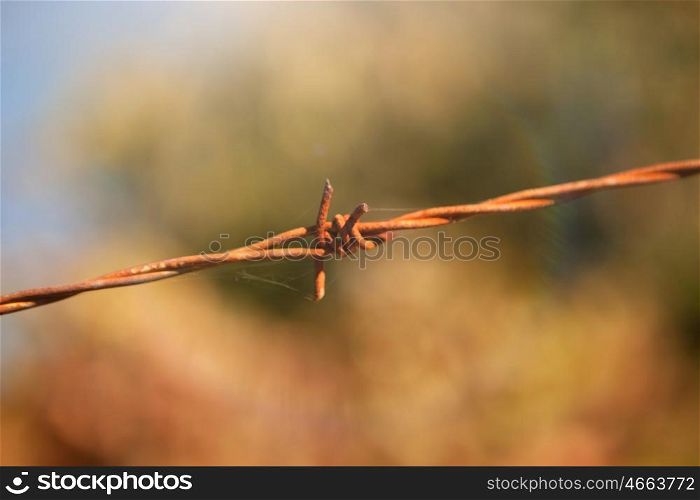 Detail of a rusty fence of thorns in the field