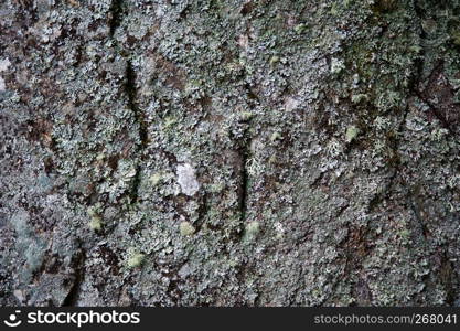 Detail of a standing stone at Balnuran of Clava