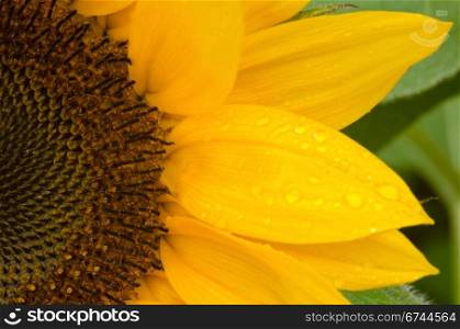 Detail of a sun flower. Detail of a part of a sun flower on a wet day