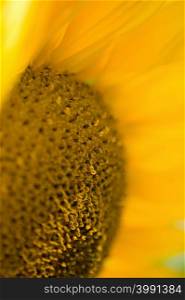 Detail of a sunflower