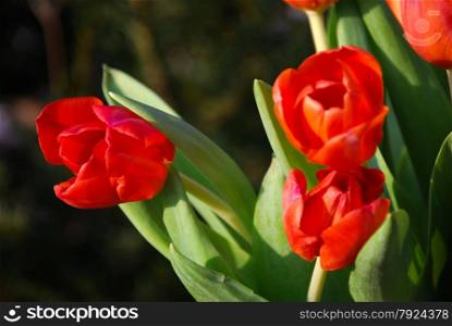 Detail of a sunlit and bright red tulips bouquet