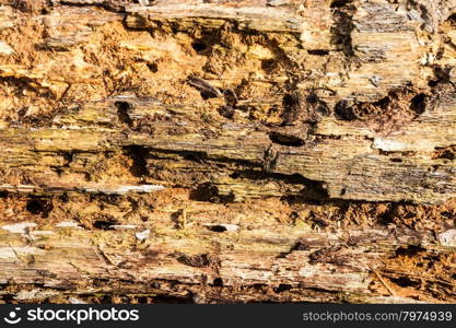 Detail of a very old bark under warm sunlight