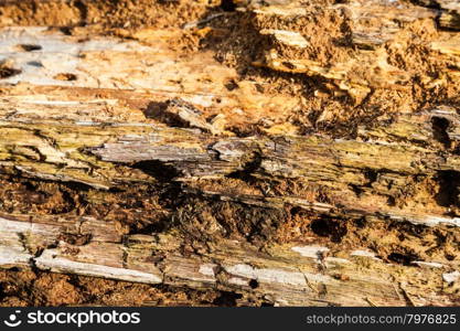 Detail of a very old bark under warm sunlight