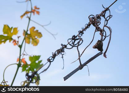 Detail of a vine and colored leaves against a blue sky. Detail of a vine and colored leaves