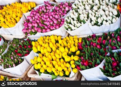 Detail of Amsterdam flowers market: the best tulips of the world
