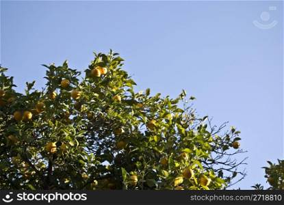 detail of an orange tree on a sunny day