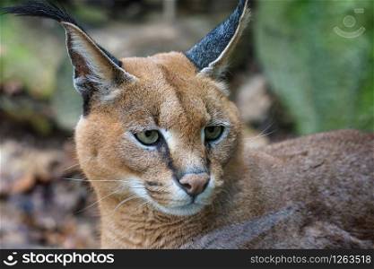 Detail of caracal head with attentive look. Beautiful caracal cat against a blurred natural background
