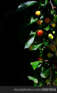 Detail of cherry plant with fruit on a black background