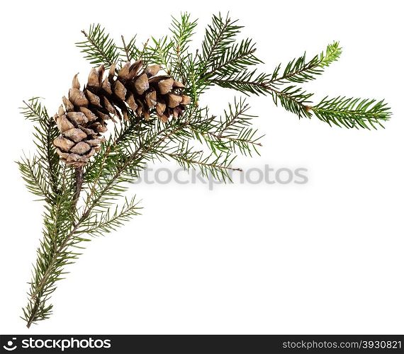 detail of christmas frame - branch of spruce tree with cone on white background