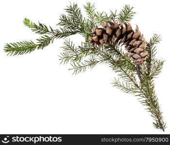 detail of christmas frame - twig of fir tree with cone on white background