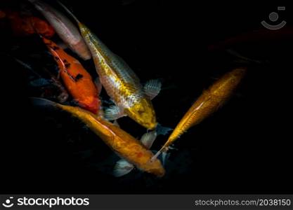 Detail of colorful Koi Fishs or Koi Carp swimming inside the fish pond at sunny day, Japanese fish species, Many colorful patterns, No focus, specifically.