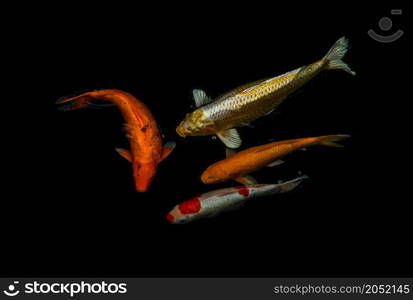 Detail of colorful Koi Fishs or Koi Carp swimming inside the fish pond at sunny day, Japanese fish species, Many colorful patterns, No focus, specifically.