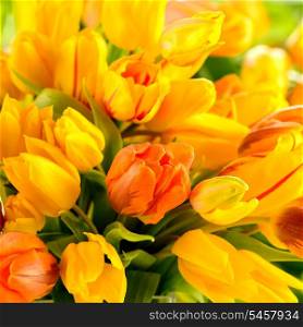 Detail of colorful tulip flowers spring