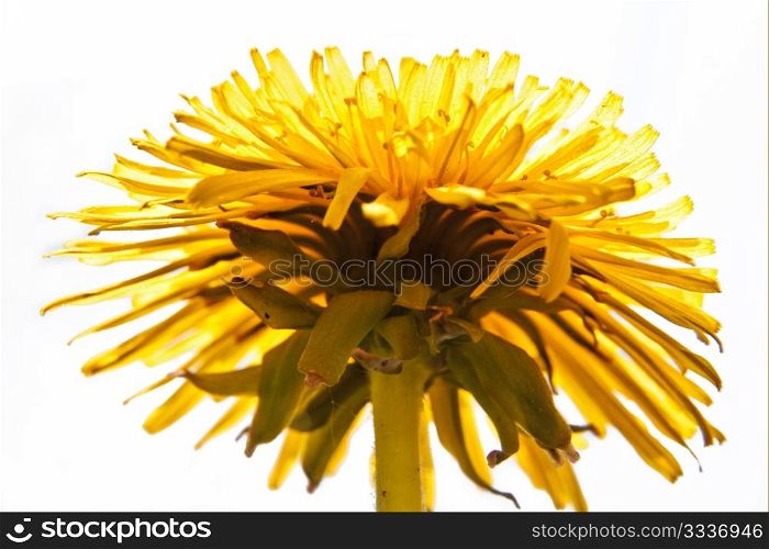 Detail of Common Dandelion with Head in full bloom from bottom view