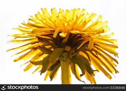 Detail of Common Dandelion with Head in full bloom from bottom view