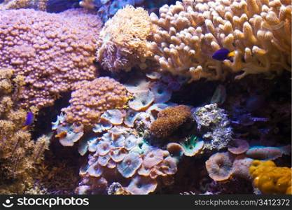 Detail of coral reef: Egypt, Red Sea