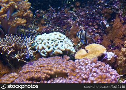 Detail of coral reef: Egypt, Red Sea