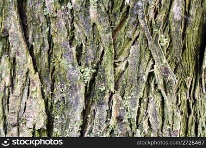 Detail of cypress crust. Macro photo